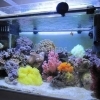 NEON 55 LED SMD 60CM 3WT LUCE BIANCA ACQUARIO PESCI PIANTE IMMERSIONE PLAFONIERA